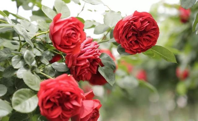 红苹果一样诱人的月季花，喜欢月季可以养一株，又美又香！
