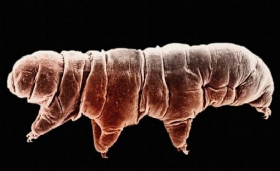 在岩浆中"泡澡",耐热力极强的生物,火山口是它们的泳池|庞贝|蠕虫