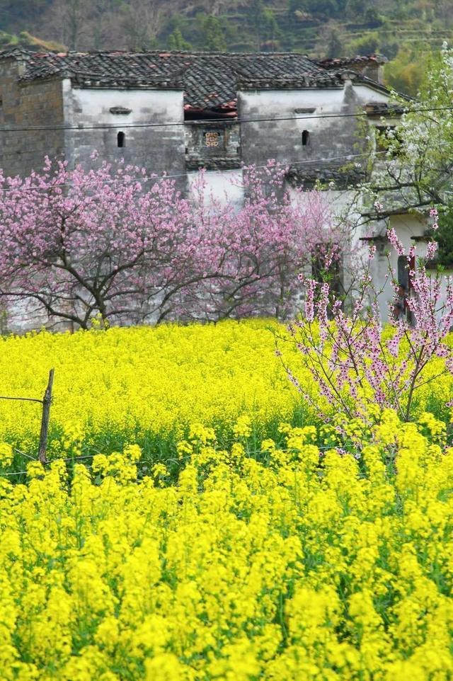 20个国内春天赏花最美的旅行地，你去过几个了？