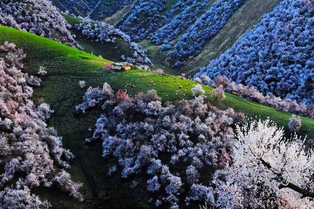 20个国内春天赏花最美的旅行地，你去过几个了？