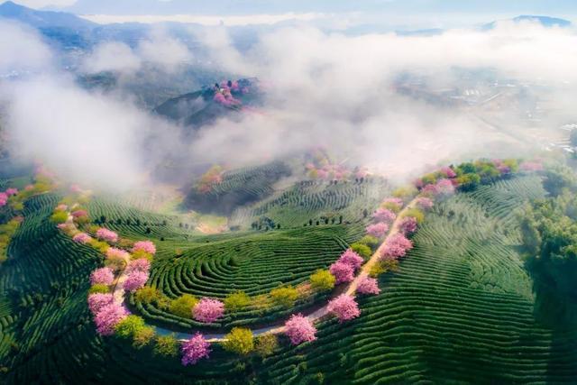 20个国内春天赏花最美的旅行地，你去过几个了？