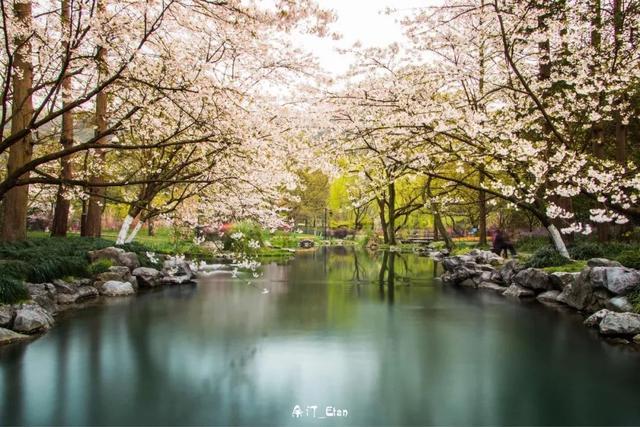 20个国内春天赏花最美的旅行地，你去过几个了？