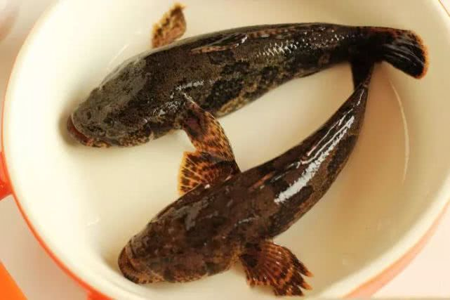 松江春鲜正当时:菜花塘鳢鱼