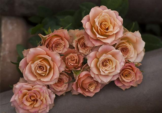 月季心之牵绊古铜花色的带有一些淡绿色花瓣的质感非常厚实