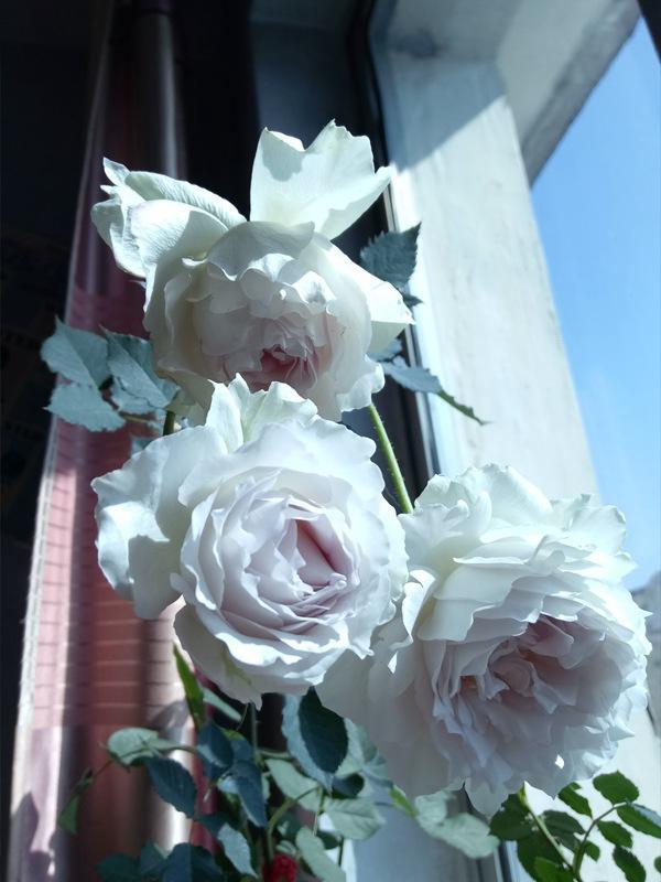 月季大天使长加百列,优雅的白色与紫色搭配,浓香型月季!