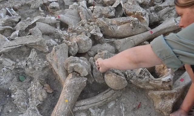 俄罗斯发现60只猛犸象骸骨堆成的建筑，或为象骨祭坛