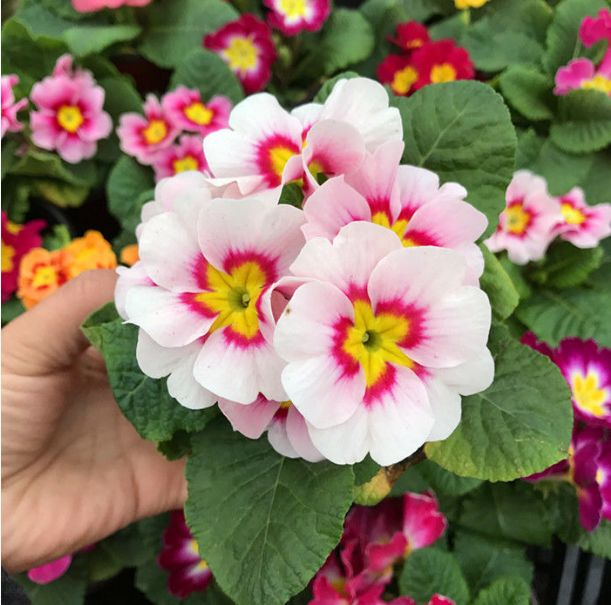 新手养花,不如养盆花中精品"凤丹粉",花开粉嫩,娇羞可爱