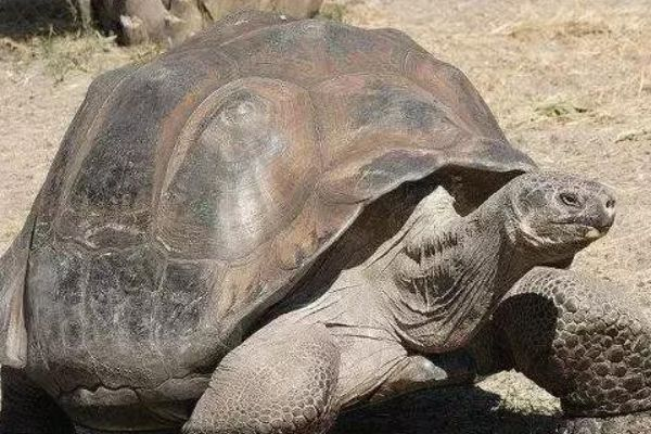世界上最长寿的生物，乌龟排最后一名，第一可以永生不死
