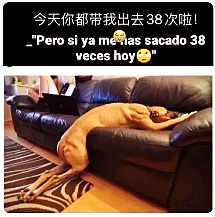 西班牙人为出门，1天遛狗38次，直接把狗遛到虚脱，软趴在沙发上