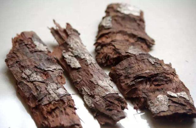 树皮都有其价值，三大妙用涉猎生活，第一个养花人都用过