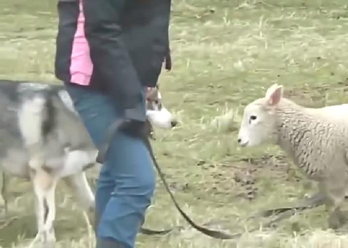 二哈兼职牧羊犬，被小羊追着撞，羊羔：遇到了一只怂包狼