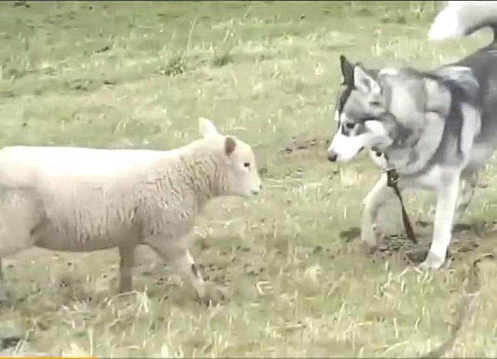 二哈兼职牧羊犬，被小羊追着撞，羊羔：遇到了一只怂包狼