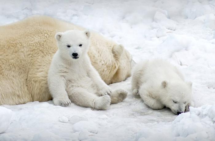 北极熊妈妈很可爱很傲娇，北极熊宝宝很皮很蠢萌，萌翻你！