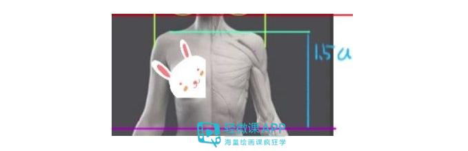 如何确定人体比例?人体结构和比例动态知识!