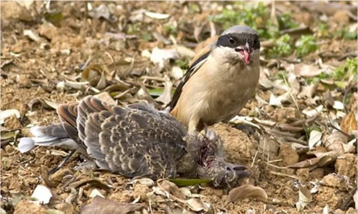南美伐木工发现灭绝的屠夫鸟，专家经过调查说：根本就没有这回事