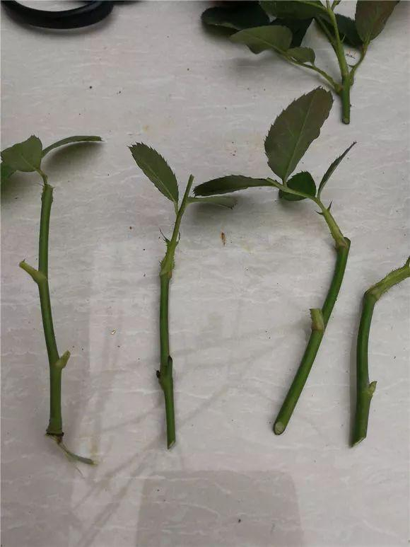 扦插生根慢？自制5种“生根水”，效果很明显，7天长出毛细根|枝条|植物|蜂蜜|白酒|白糖_新浪新闻