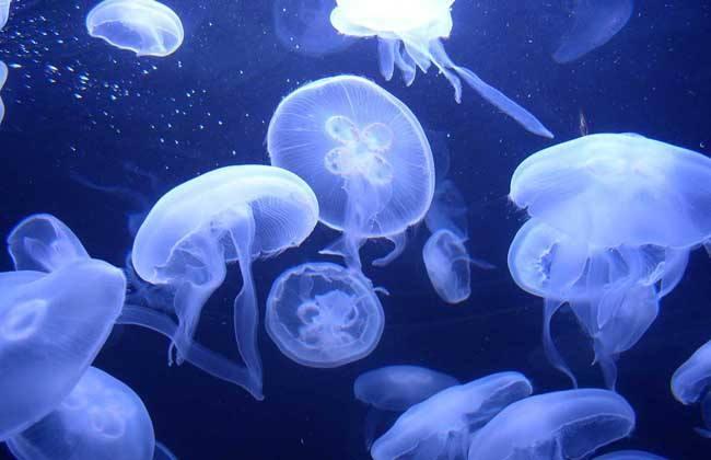 灯塔水母可以长生不死吗，科学家说：这种水母也未能颠覆生死法则