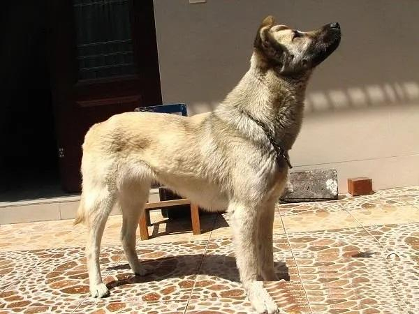 秋灵诚黄犬是黄色的土狗,是比大熊猫还稀少的极品土狗