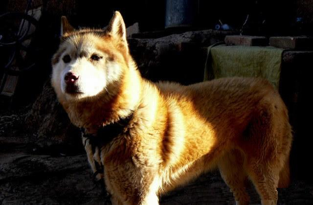 秋灵诚黄犬是黄色的土狗,是比大熊猫还稀少的极品土狗