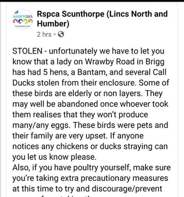英国鸡蛋短缺导致偷母鸡案件激增，养鸡户用锁和铁链拴鸡防盗
