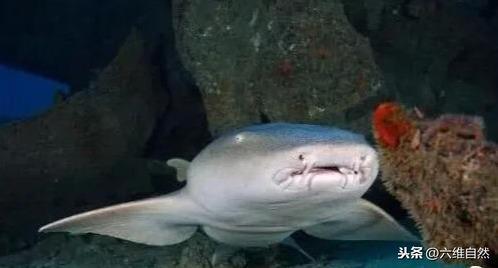 像带着护士帽的鲨鱼，被称为护士鲨鱼，体长3米却不会攻击人类！