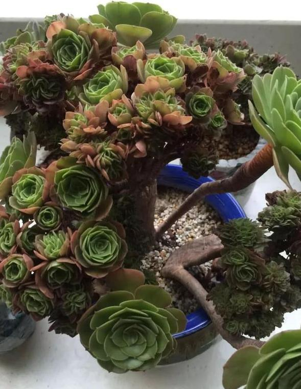 如何将缀化的法师变多株?|法师|多肉植物|药品_新浪新闻