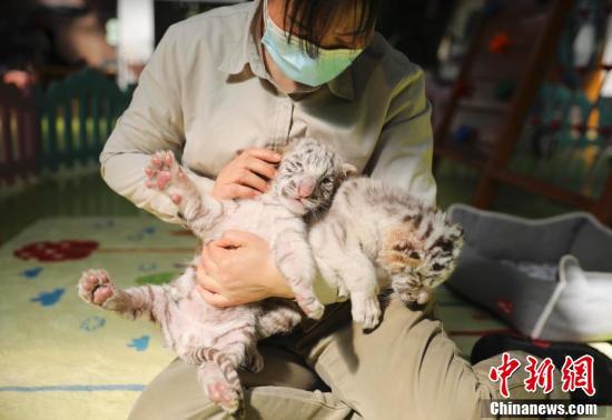 北京野生动物园：动物“萌宝”亮相