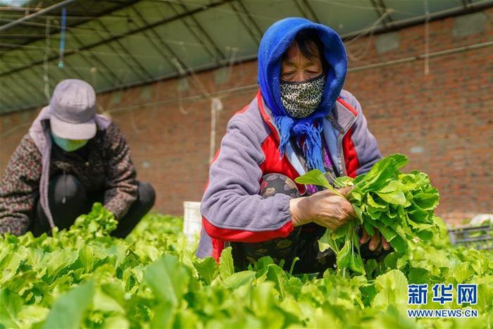 吉林四平：棚膜经济让农民一年四季有收成