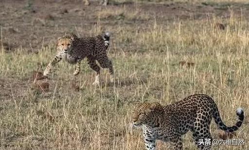 花豹对峙猎豹让人分不清，都以为花豹稳赢，却被猎豹驱赶！