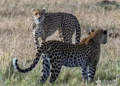 花豹对峙猎豹让人分不清，都以为花豹稳赢，却被猎豹驱赶！