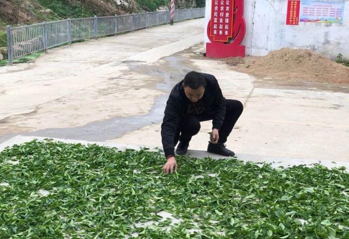 汕头潮南区春茶采摘如火如荼，农户收入稳步提升