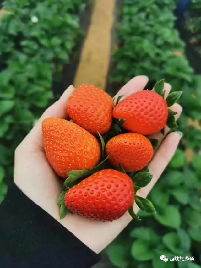 新鲜出炉！西峡周边草莓采摘攻略来了！约起来！