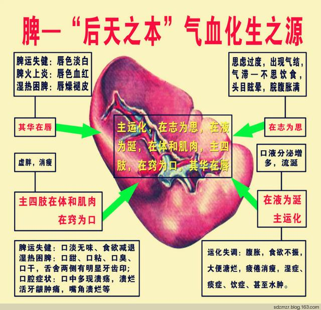 脾是“后天之本,气血化生之源”,那脾气虚与脾阳虚该如何鉴别?|脾阳虚|阳虚|脾胃