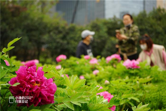 牡丹为何是百花之王？来西安牡丹苑里走一遭，才知美景太动人