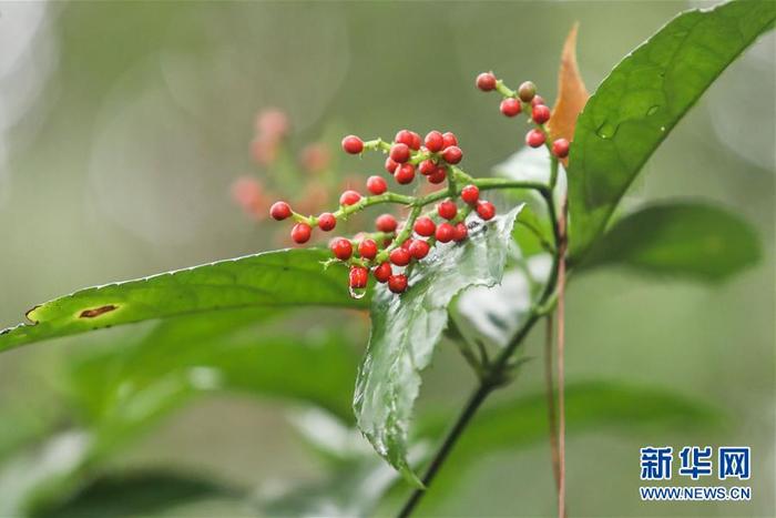 海南热带雨林国家公园：打造自贸港生态名片