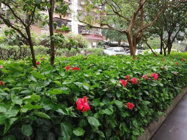 槿艳繁花满树红,开在路边的南宁市花朱瑾花,一样赏心悦目|大红花|雕塑|雨露|刘国雄|公园_新浪新闻