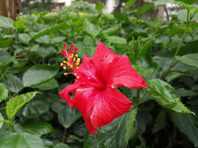 槿艳繁花满树红,开在路边的南宁市花朱瑾花,一样赏心悦目|大红花|雕塑|雨露|刘国雄|公园_新浪新闻
