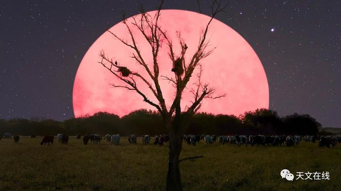 为什么明天的超级“粉红”月亮如此特别？天文学家的回答让人意外