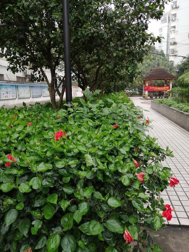 槿艳繁花满树红,开在路边的南宁市花朱瑾花,一样赏心悦目|大红花|雕塑|雨露|刘国雄|公园_新浪新闻