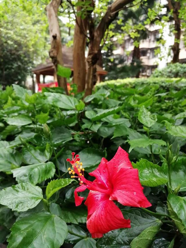 槿艳繁花满树红,开在路边的南宁市花朱瑾花,一样赏心悦目|大红花|雕塑|雨露|刘国雄|公园_新浪新闻