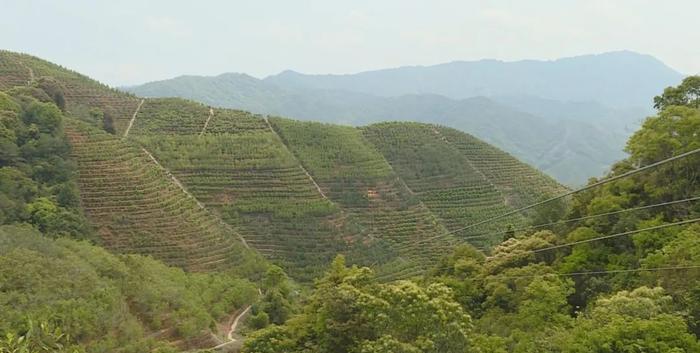 潮州凤凰茶山架起空中索道，成为茶园中独特的风景