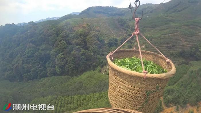 潮州凤凰茶山架起空中索道，成为茶园中独特的风景
