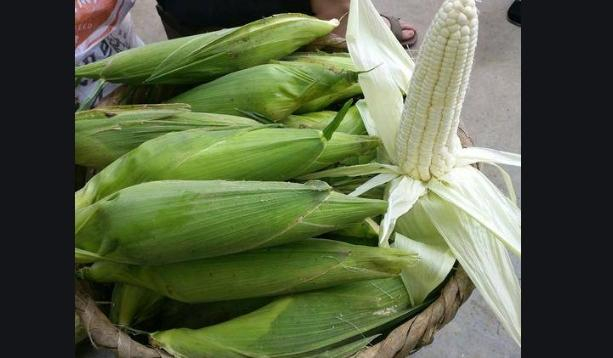 热门袖珍蔬菜:玉米笋巧种植,穗多鲜嫩味甜,效益好