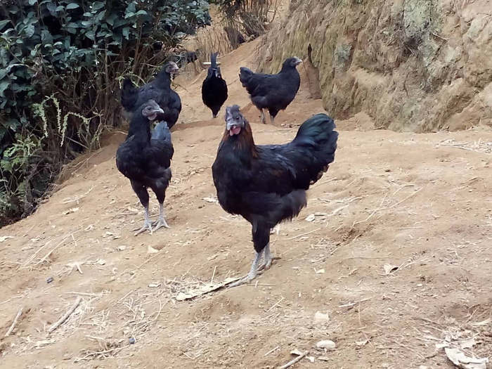 乌鸡国王，西游官场中的韭菜