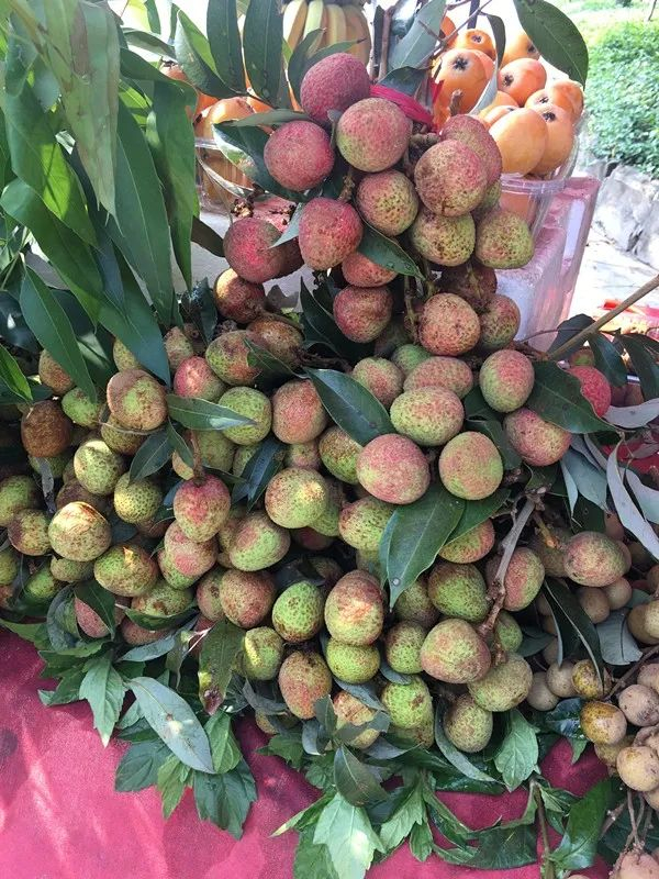 ▲三月红荔枝个头较大，果肉厚而雪白多汁，味道有点酸。