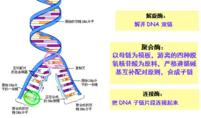 如果将人体中所有的DNA拉直,总长度会有多长?