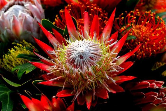 喜马拉雅发现“帝王花”这是真的吗？植物专家说：根本没那回事