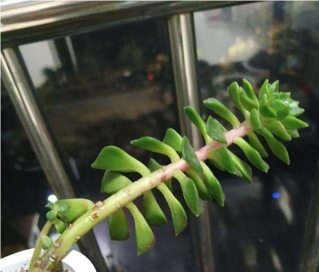 多肉植物徒长和不长，哪个更可怕？我选择后者