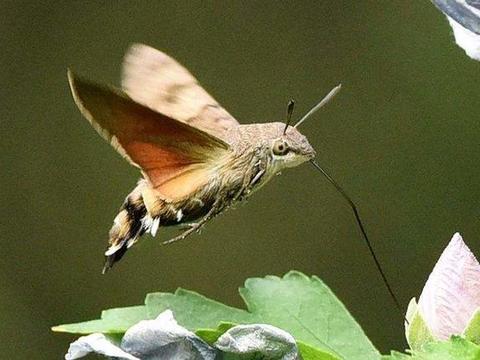世界上“最奇葩”的飞蛾，外形酷似蜂鸟，是昆虫界的四不像！