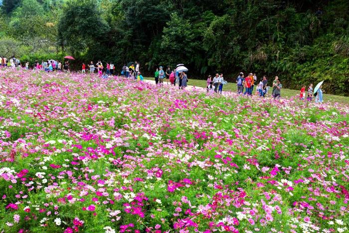 五一去哪玩？收下广州最全106个农业公园游玩攻略